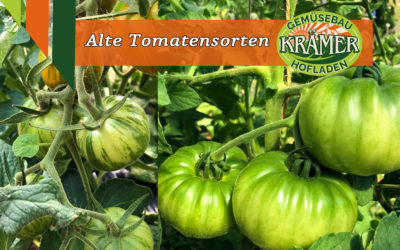 Horst Krämers alte Tomatensorten